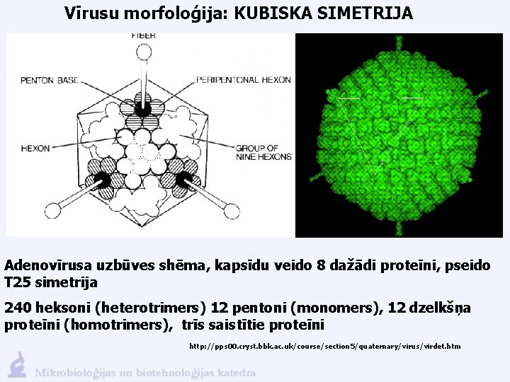 Vīrusu morfoloģija: KUBISKA SIMETRIJA Adenovīrusa uzbūves shēma, kapsīdu veido 8 dažādi proteīni, pseido T