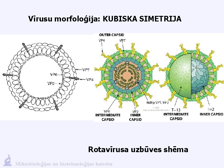 Vīrusu morfoloģija: KUBISKA SIMETRIJA Rotavīrusa uzbūves shēma 