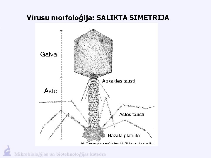Vīrusu morfoloģija: SALIKTA SIMETRIJA 