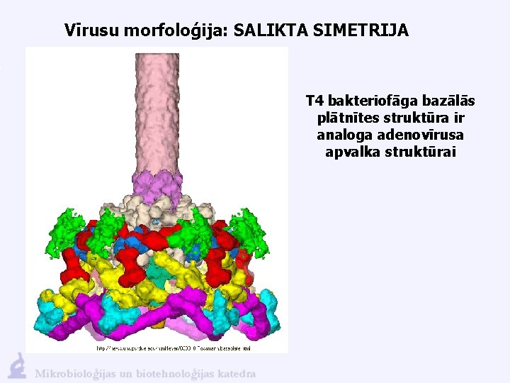 Vīrusu morfoloģija: SALIKTA SIMETRIJA T 4 bakteriofāga bazālās plātnītes struktūra ir analoga adenovīrusa apvalka