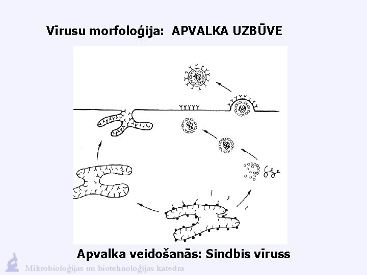 Vīrusu morfoloģija: APVALKA UZBŪVE Apvalka veidošanās: Sindbis vīruss 