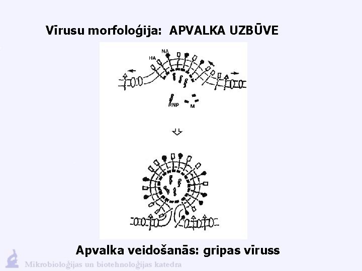 Vīrusu morfoloģija: APVALKA UZBŪVE Apvalka veidošanās: gripas vīruss 