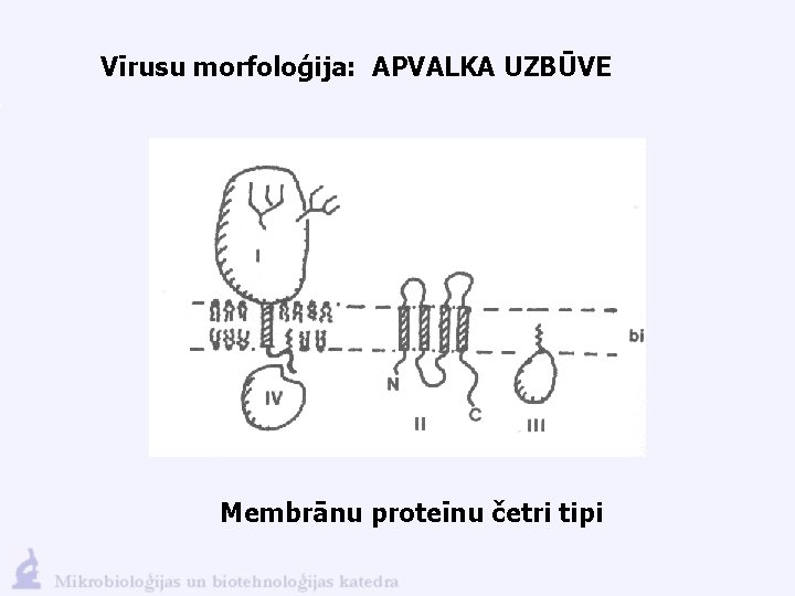 Vīrusu morfoloģija: APVALKA UZBŪVE Membrānu proteīnu četri tipi 