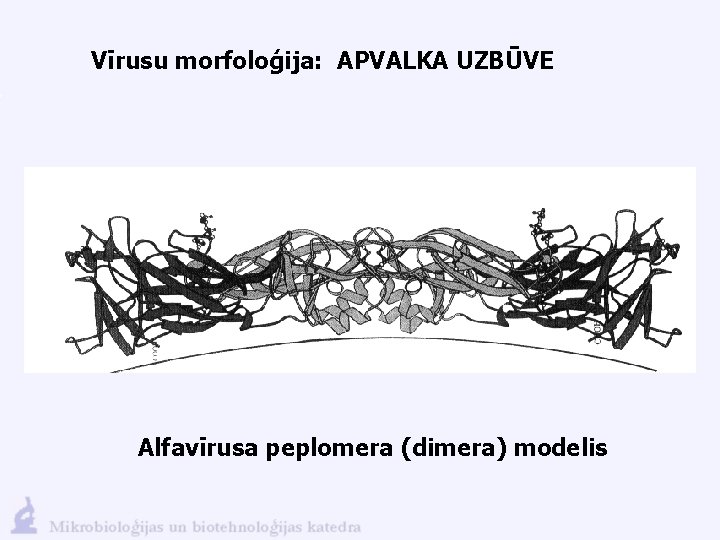 Vīrusu morfoloģija: APVALKA UZBŪVE Alfavīrusa peplomera (dimera) modelis 