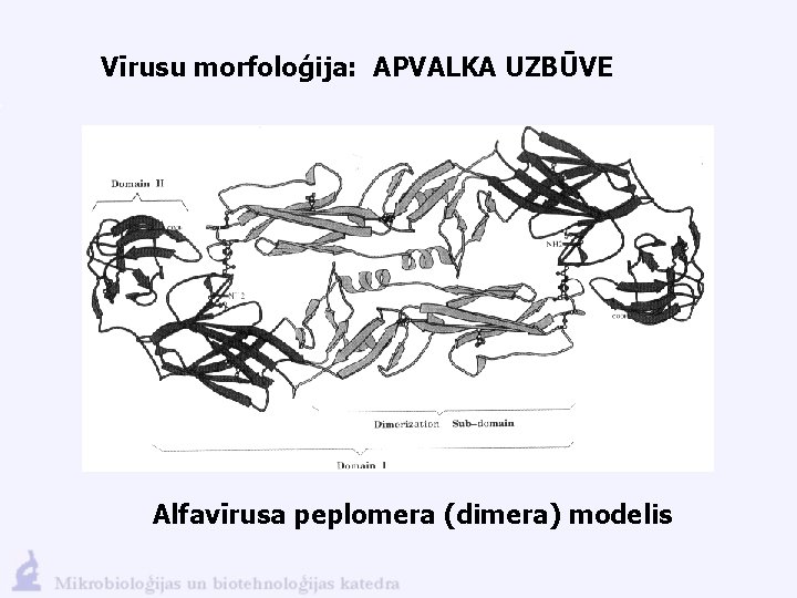 Vīrusu morfoloģija: APVALKA UZBŪVE Alfavīrusa peplomera (dimera) modelis 