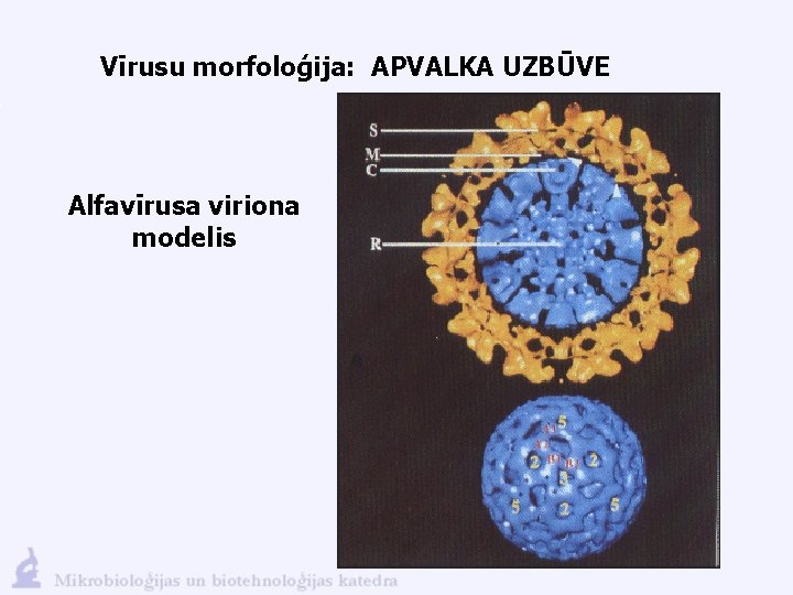 Vīrusu morfoloģija: APVALKA UZBŪVE Alfavīrusa viriona modelis 