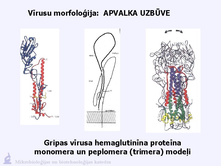 Vīrusu morfoloģija: APVALKA UZBŪVE Gripas vīrusa hemaglutinīna proteīna monomera un peplomera (trimera) modeļi 