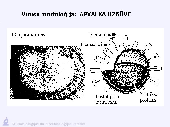 Vīrusu morfoloģija: APVALKA UZBŪVE 