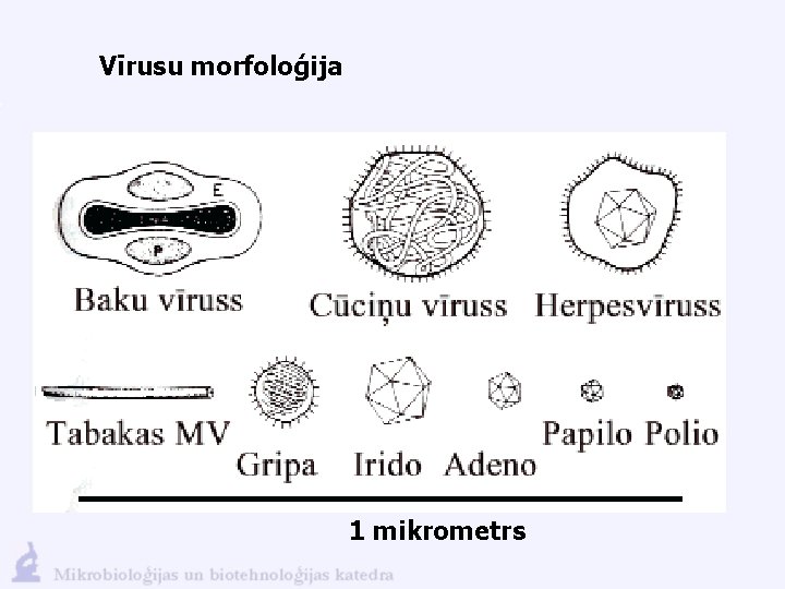 Vīrusu morfoloģija 1 mikrometrs 