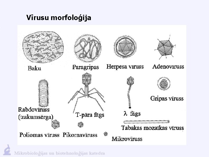 Vīrusu morfoloģija 