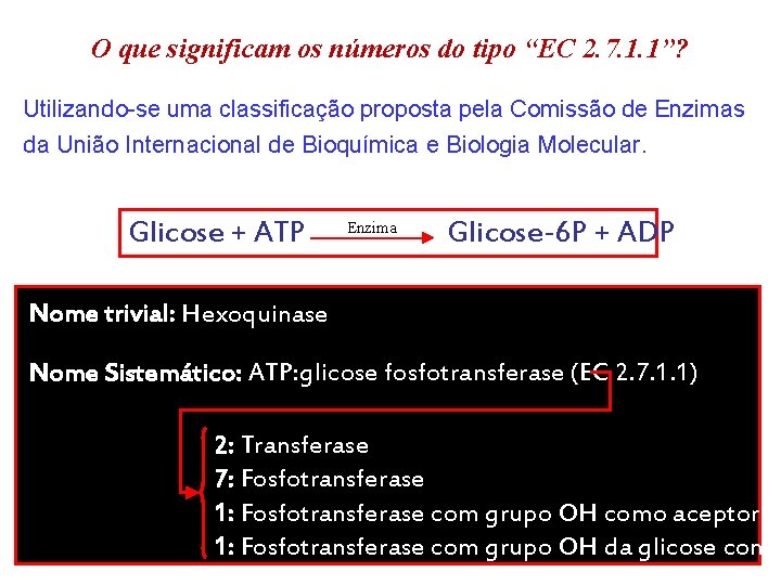 O que significam os números do tipo “EC 2. 7. 1. 1”? Utilizando-se uma