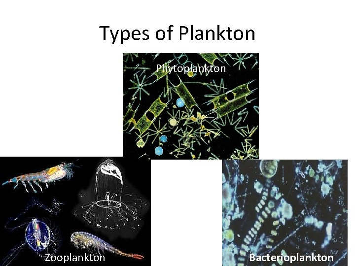 Types of Plankton Phytoplankton Zooplankton Bacterioplankton 