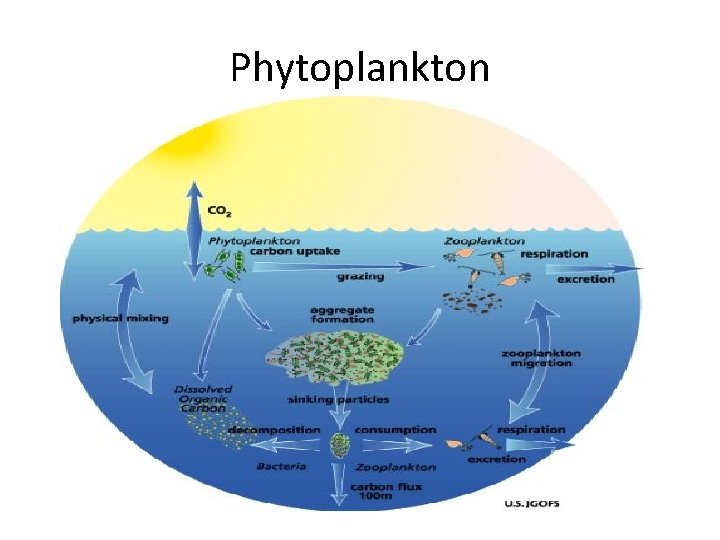 Phytoplankton 