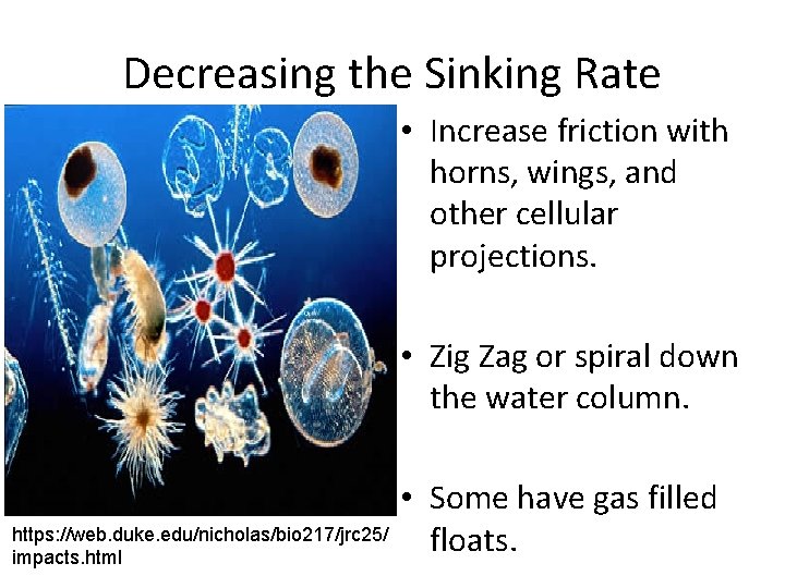 Decreasing the Sinking Rate • Increase friction with horns, wings, and other cellular projections.