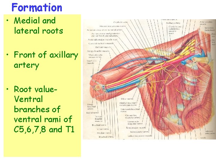 Formation • Medial and lateral roots • Front of axillary artery • Root value.