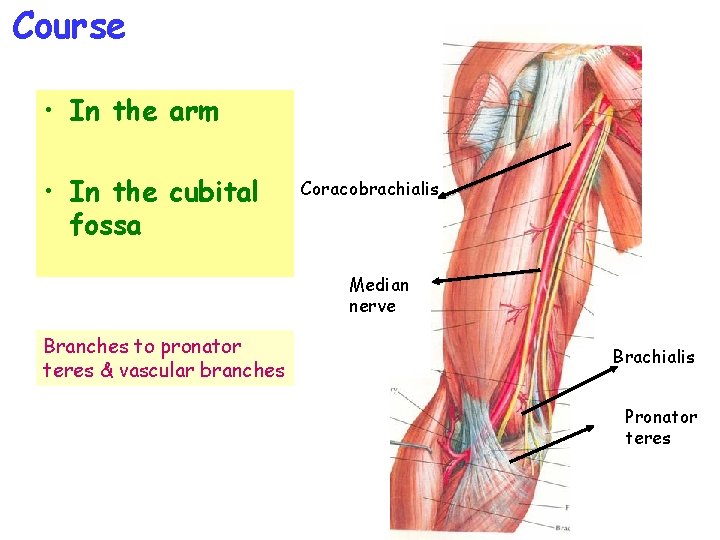Course • In the arm • In the cubital fossa Coracobrachialis Median nerve Branches