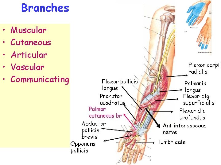 Branches • • • Muscular Cutaneous Articular Vascular Communicating 