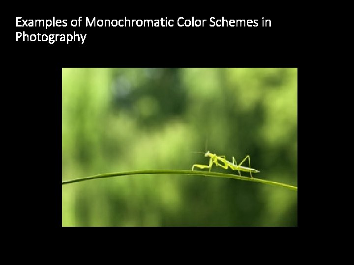 Examples of Monochromatic Color Schemes in Photography 