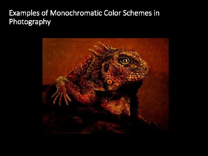 Examples of Monochromatic Color Schemes in Photography 