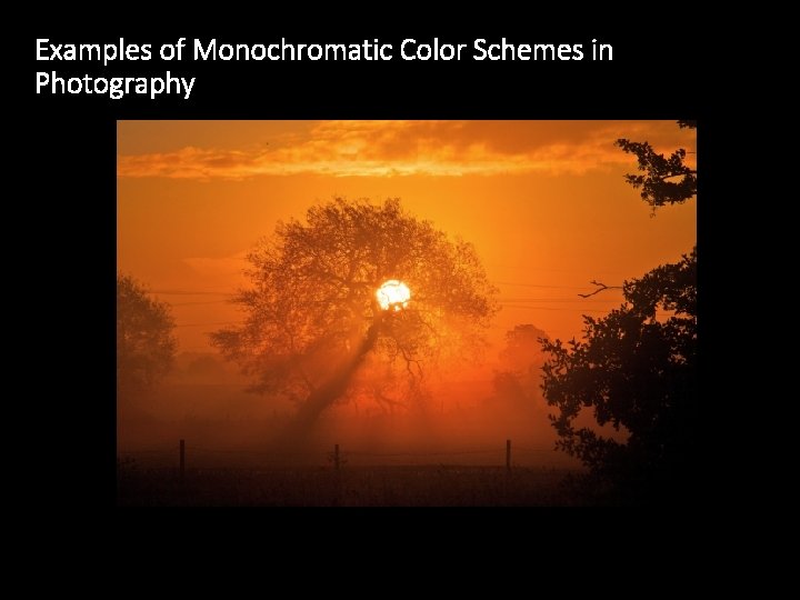 Examples of Monochromatic Color Schemes in Photography 