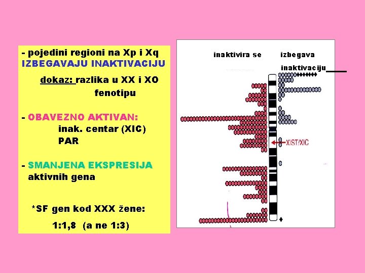 - pojedini regioni na Xp i Xq IZBEGAVAJU INAKTIVACIJU dokaz: razlika u XX i