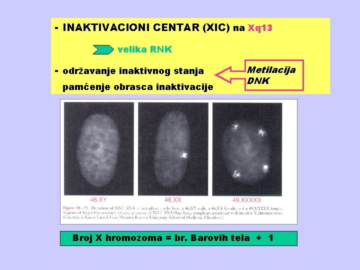 - INAKTIVACIONI CENTAR (XIC) na Xq 13 velika RNK - održavanje inaktivnog stanja pamćenje