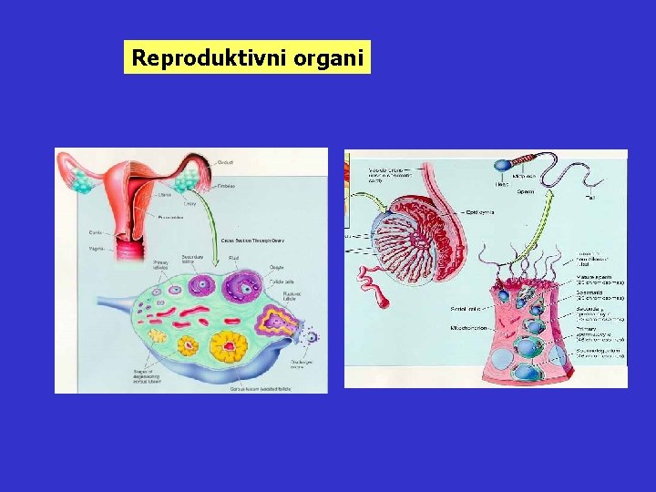 Reproduktivni organi 