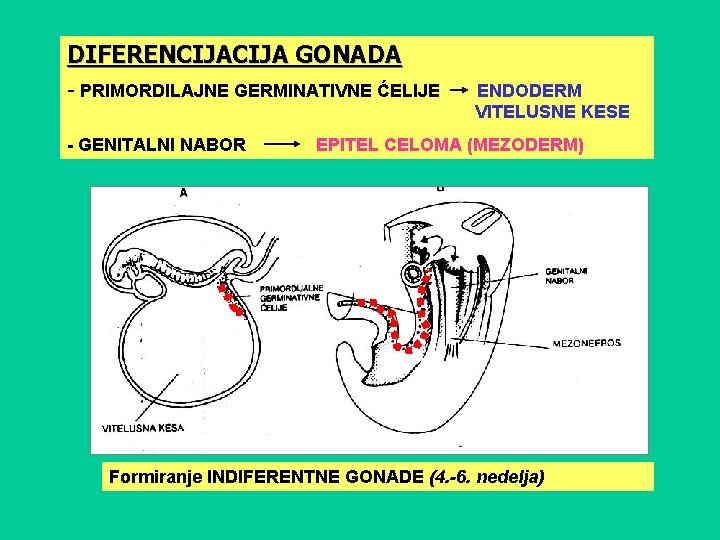 DIFERENCIJA GONADA - PRIMORDILAJNE GERMINATIVNE ĆELIJE - GENITALNI NABOR ENDODERM VITELUSNE KESE EPITEL CELOMA