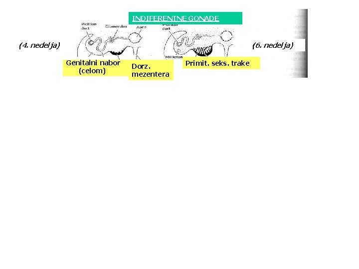 INDIFERENTNE GONADE (4. nedelja) (6. nedelja) Genitalni nabor (celom) Dorz. mezentera Primit. seks. trake
