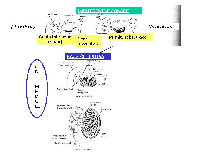 INDIFERENTNE GONADE (4. nedelja) (6. nedelja) Genitalni nabor (celom) Dorz. mezentera RAZVIĆE TESTISA O