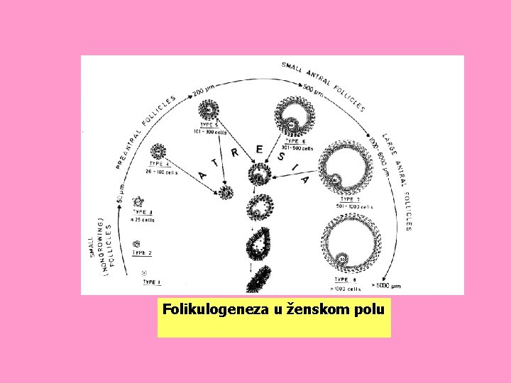 Folikulogeneza u ženskom polu 