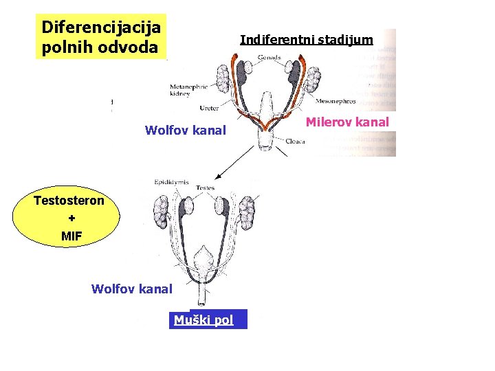 Diferencija polnih odvoda Indiferentni stadijum Wolfov kanal Testosteron + MIF Wolfov kanal Muški pol