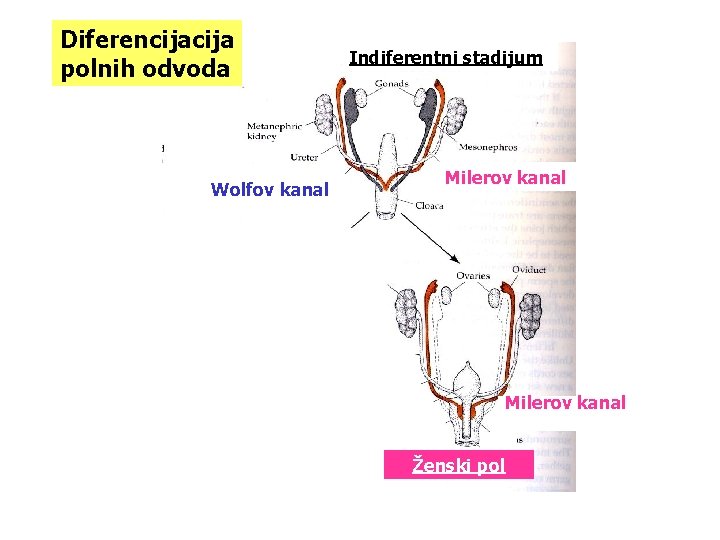 Diferencija polnih odvoda Wolfov kanal Indiferentni stadijum Milerov kanal Ženski pol 