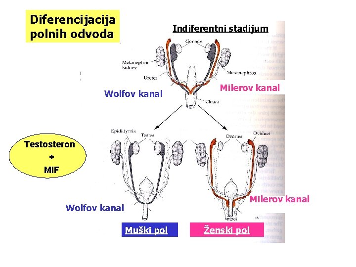 Diferencija polnih odvoda Indiferentni stadijum Wolfov kanal Milerov kanal Testosteron + MIF Milerov kanal