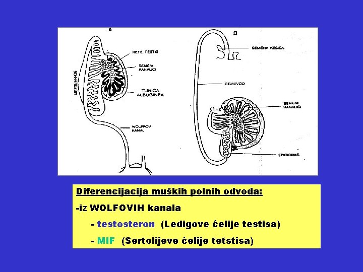 Diferencija muških polnih odvoda: -iz WOLFOVIH kanala - testosteron (Ledigove ćelije testisa) - MIF