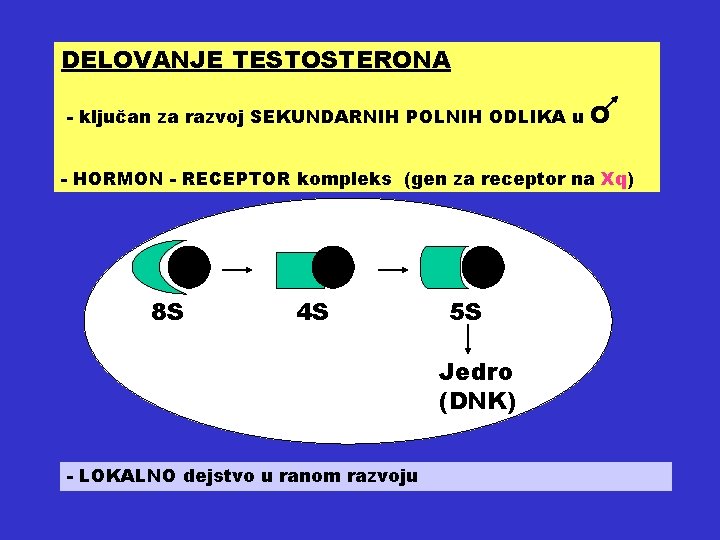 DELOVANJE TESTOSTERONA - ključan za razvoj SEKUNDARNIH POLNIH ODLIKA u O - HORMON -