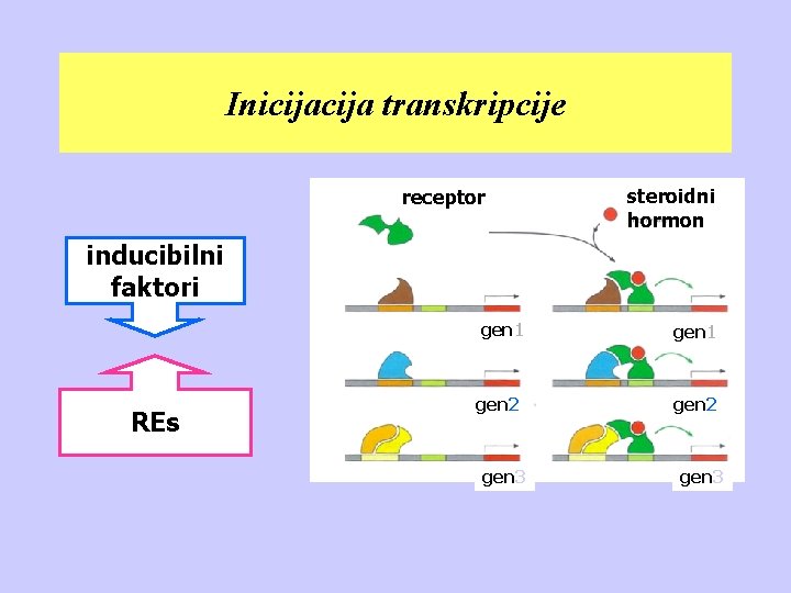 Inicija transkripcije receptor steroidni hormon inducibilni faktori REs gen 1 gen 2 gen 3
