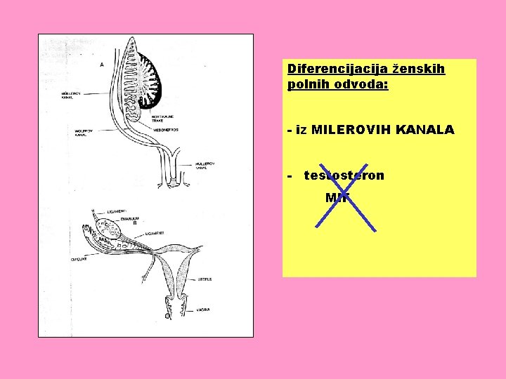 Diferencija ženskih polnih odvoda: - iz MILEROVIH KANALA - testosteron MIF 