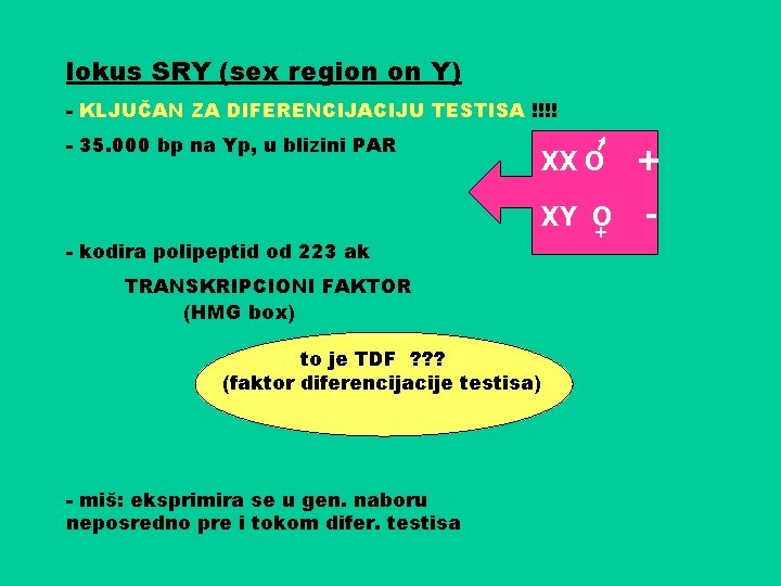 lokus SRY (sex region on Y) - KLJUČAN ZA DIFERENCIJACIJU TESTISA !!!! - 35.