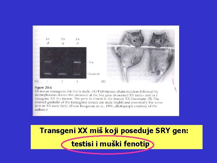 Transgeni XX miš koji poseduje SRY gen: testisi i muški fenotip 