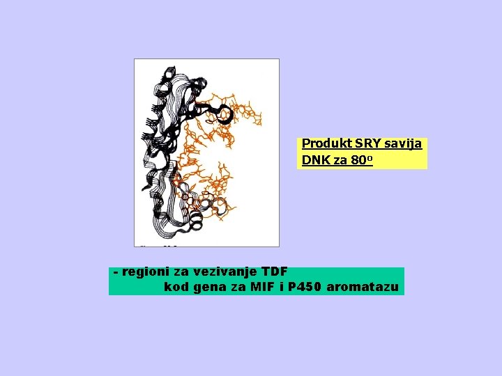 Produkt SRY savija DNK za 80 o - regioni za vezivanje TDF kod gena