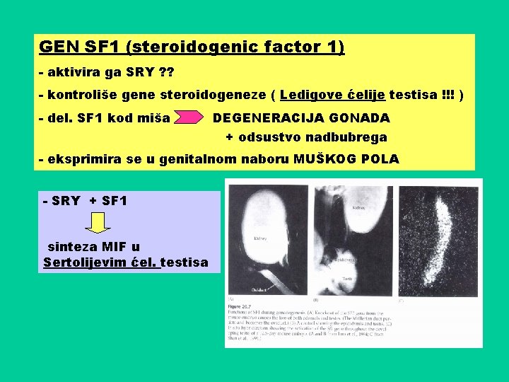 GEN SF 1 (steroidogenic factor 1) - aktivira ga SRY ? ? - kontroliše