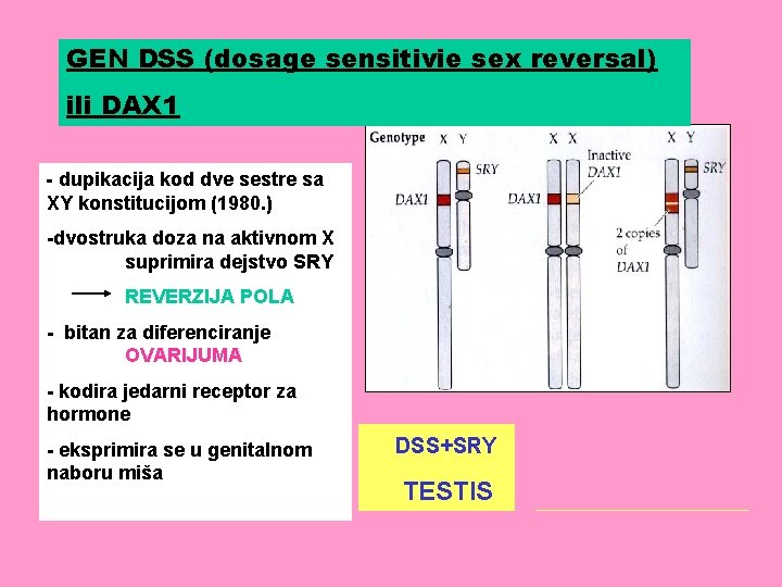 GEN DSS (dosage sensitivie sex reversal) ili DAX 1 - dupikacija kod dve sestre