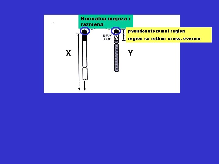 Normalna mejoza i razmena pseudoautozomni region sa retkim cross. overom X Y ili XX