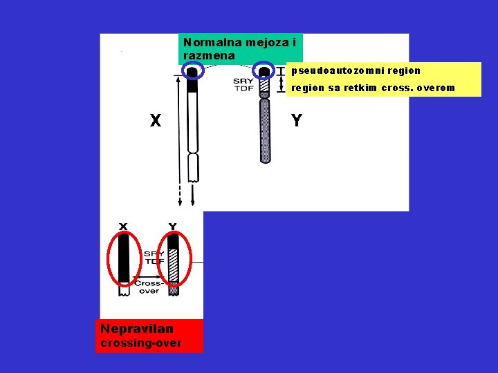 Normalna mejoza i razmena pseudoautozomni region sa retkim cross. overom X Y ili Nepravilan