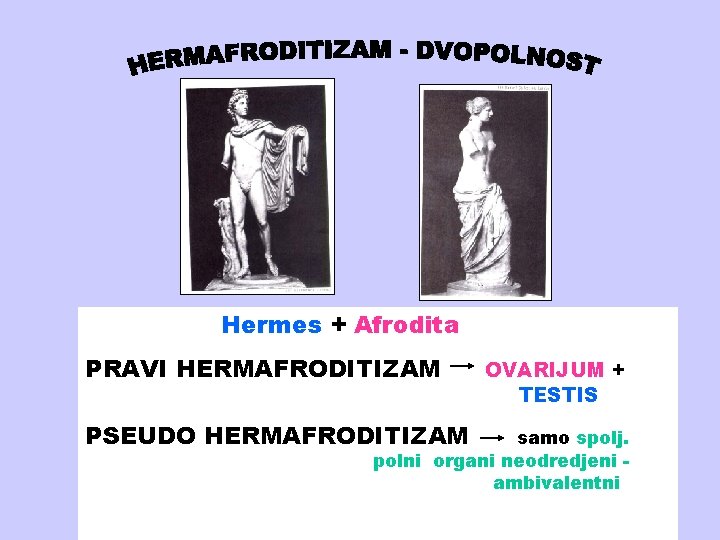 Hermes + Afrodita PRAVI HERMAFRODITIZAM PSEUDO HERMAFRODITIZAM OVARIJUM + TESTIS samo spolj. polni organi