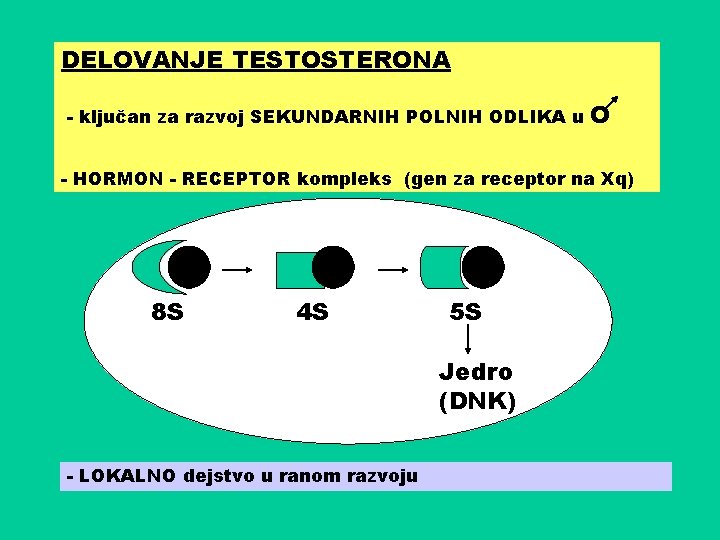 DELOVANJE TESTOSTERONA - ključan za razvoj SEKUNDARNIH POLNIH ODLIKA u O - HORMON -