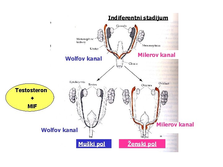 Indiferentni stadijum Wolfov kanal Milerov kanal Testosteron + MIF Milerov kanal Wolfov kanal Muški