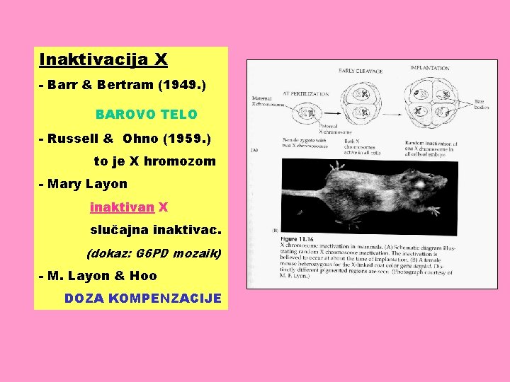 Inaktivacija X - Barr & Bertram (1949. ) BAROVO TELO - Russell & Ohno