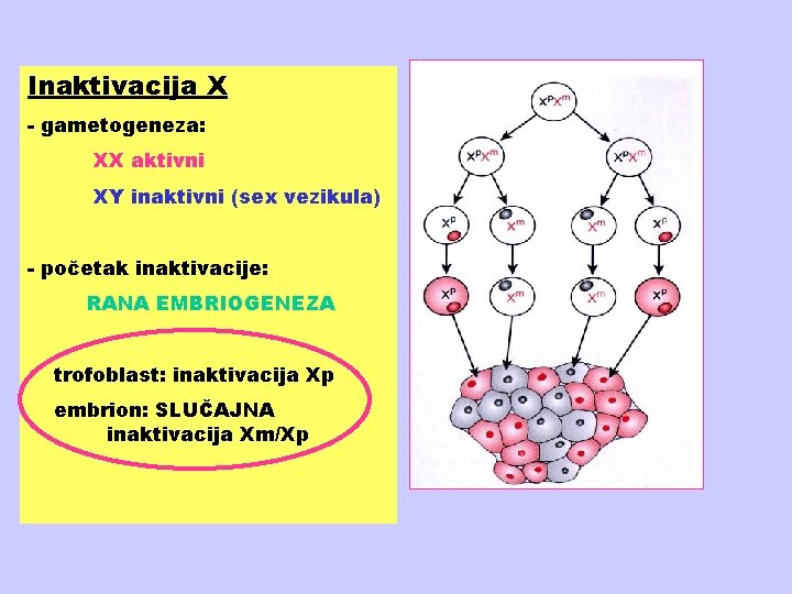 Inaktivacija X - gametogeneza: XX aktivni XY inaktivni (sex vezikula) - početak inaktivacije: RANA